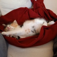 Tekir Kedi, Kedi  Balım fotoğrafı