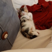 Tekir Kedi, Kedi  Balım fotoğrafı