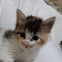Tekir Kedi, Kedi  Balım fotoğrafı