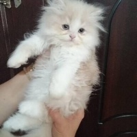 British Longhair, Kedi  Ad koymadım fotoğrafı
