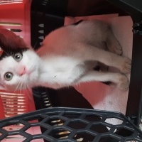 Ankara Kedisi, Kedi  Bıdık fotoğrafı