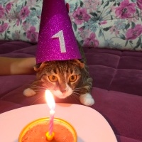 Tekir Kedi, Kedi  Mia fotoğrafı