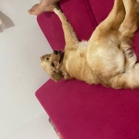 Golden Retriever, Köpek  Lila fotoğrafı