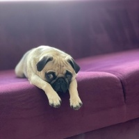 Pug, Köpek  Mişa fotoğrafı