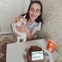 Sarman, Kedi  Paşa fotoğrafı