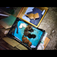 Tekir Kedi, Kedi  Sevimli patiler fotoğrafı