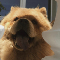 Chow Chow (çin Aslanı), Köpek  Yumak fotoğrafı
