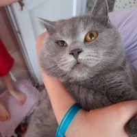 British Shorthair, Kedi  Duman fotoğrafı
