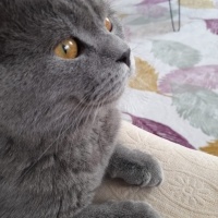 British Shorthair, Kedi  Duman fotoğrafı