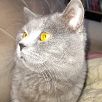 British Shorthair, Kedi  Duman fotoğrafı