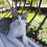 Tekir Kedi, Kedi  Barni ve Leya fotoğrafı