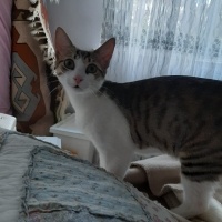 Tekir Kedi, Kedi  Barni ve Leya fotoğrafı