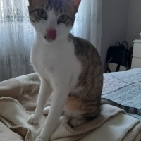 Tekir Kedi, Kedi  Barni ve Leya fotoğrafı