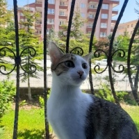 Tekir Kedi, Kedi  Barni ve Leya fotoğrafı