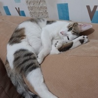 Tekir Kedi, Kedi  Barni ve Leya fotoğrafı