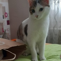 Tekir Kedi, Kedi  Barni ve Leya fotoğrafı