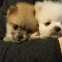 Pomeranyalı, Köpek  Pomeranian fotoğrafı