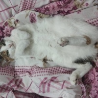 Tekir Kedi, Kedi  Sütlaç fotoğrafı