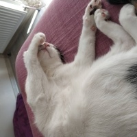 Tekir Kedi, Kedi  Sütlaç fotoğrafı