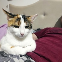Tekir Kedi, Kedi  Sütlaç fotoğrafı