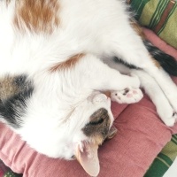 Tekir Kedi, Kedi  Sütlaç fotoğrafı