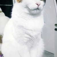 Tekir Kedi, Kedi  Sütlaç fotoğrafı