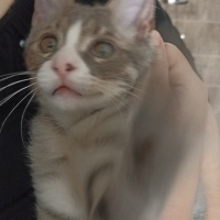 Tekir Kedi, Kedi  Duman fotoğrafı