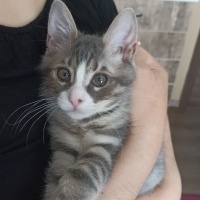 Tekir Kedi, Kedi  Duman fotoğrafı