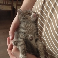 Tekir Kedi, Kedi  Duman fotoğrafı