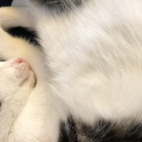 Tekir Kedi, Kedi  Mişo fotoğrafı