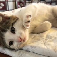 Tekir Kedi, Kedi  Mişo fotoğrafı
