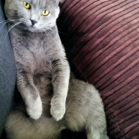 Brazilian Shorthair, Kedi  Çiko fotoğrafı