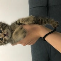 Tekir Kedi, Kedi  Mavi fotoğrafı