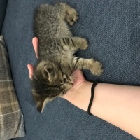 Tekir Kedi, Kedi  Mavi fotoğrafı