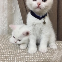 Scottish Fold, Kedi  Cesur fotoğrafı