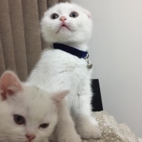 Scottish Fold, Kedi  Cesur fotoğrafı
