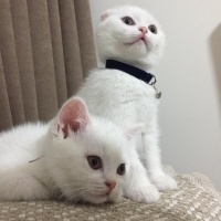 Scottish Fold, Kedi  Cesur fotoğrafı