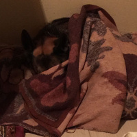 Alman Çoban Köpeği, Köpek  HAYKO fotoğrafı