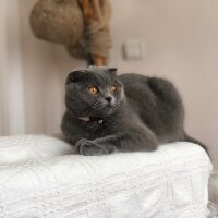 Scottish Fold, Kedi  Şila fotoğrafı