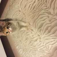 Tekir Kedi, Kedi  Mina fotoğrafı