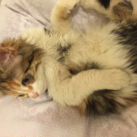 Tekir Kedi, Kedi  Mina fotoğrafı