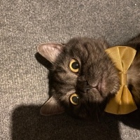 British Shorthair, Kedi  Rio fotoğrafı
