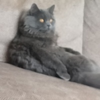 British Longhair, Kedi  Duman fotoğrafı