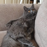 British Longhair, Kedi  Duman fotoğrafı