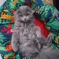 Scottish Fold, Kedi  Gece fotoğrafı