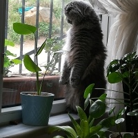 Scottish Fold, Kedi  Gece fotoğrafı