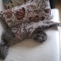 Scottish Fold, Kedi  Gece fotoğrafı