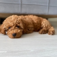 Poodle(Standart Kaniş), Köpek  Leo fotoğrafı