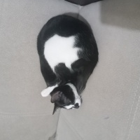Tekir Kedi, Kedi  Boncuk fotoğrafı