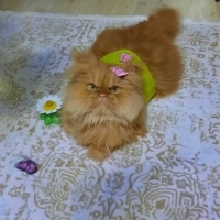 İran Kedisi (Persian), Kedi  Şeker fotoğrafı